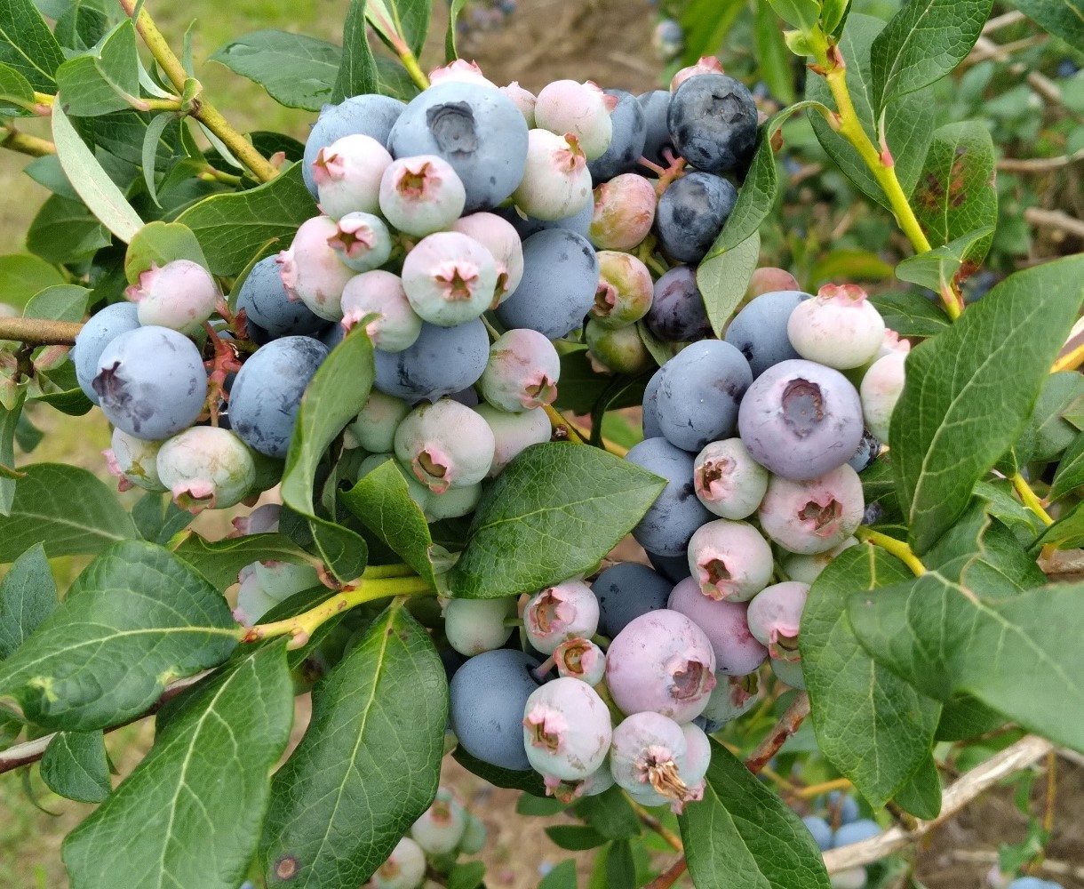 Bluecrop blueberries.